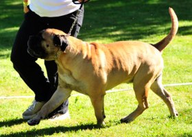Saurus 07.2010